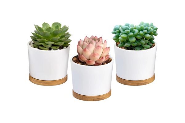 succulent plants; inexpensive appreciation gifts for employees : say thank you on a budget