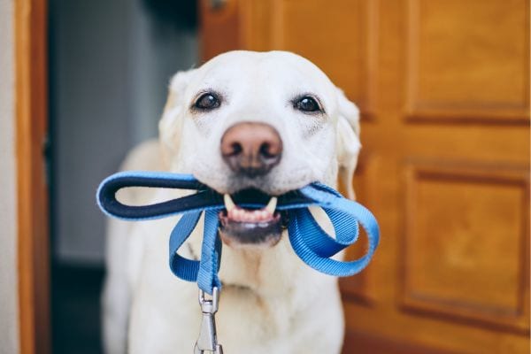 dog holding leash in mouth