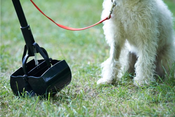 pooper scooper and dog on leash; easy money making ideas for kids