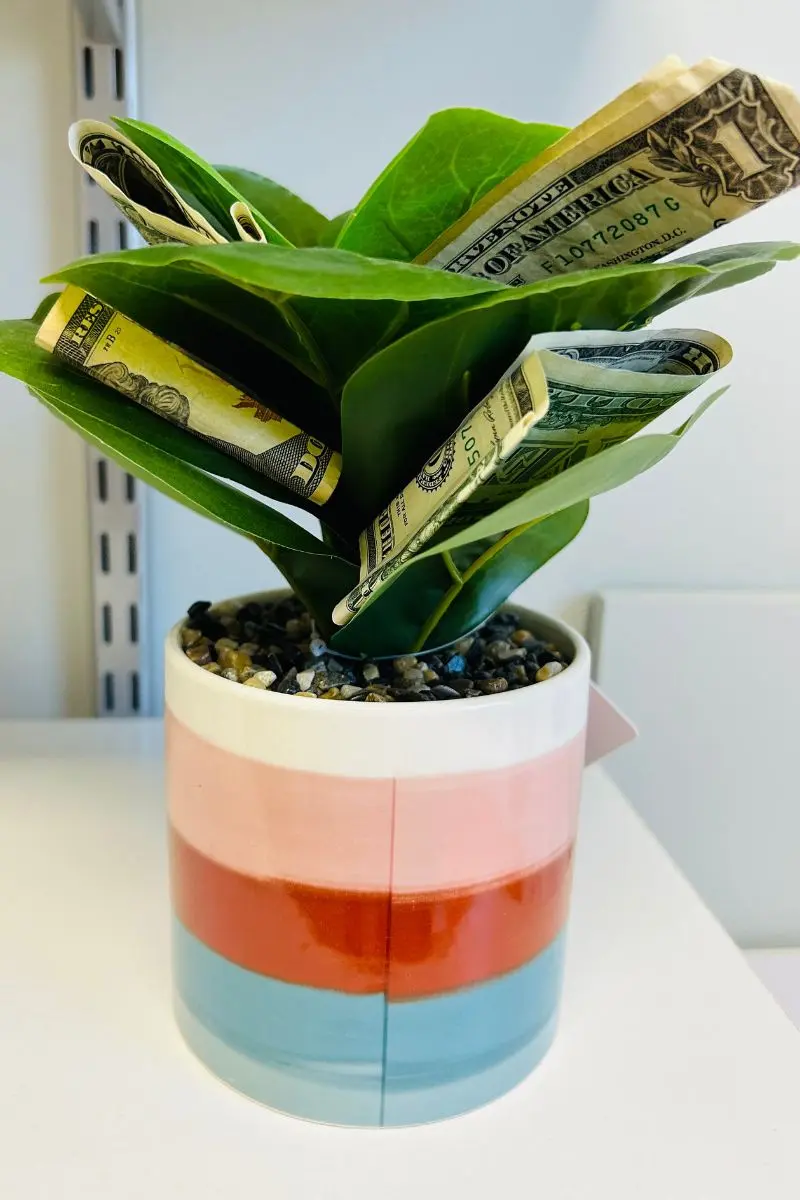 money tree, money gift ideas for kids, teens, adults, gifts of money