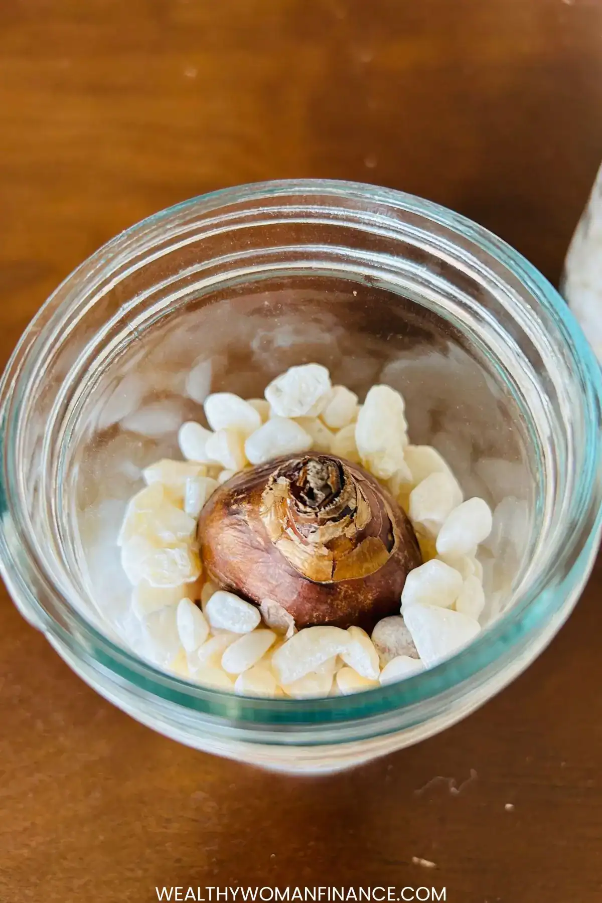 paperwhite in a jar in river stones