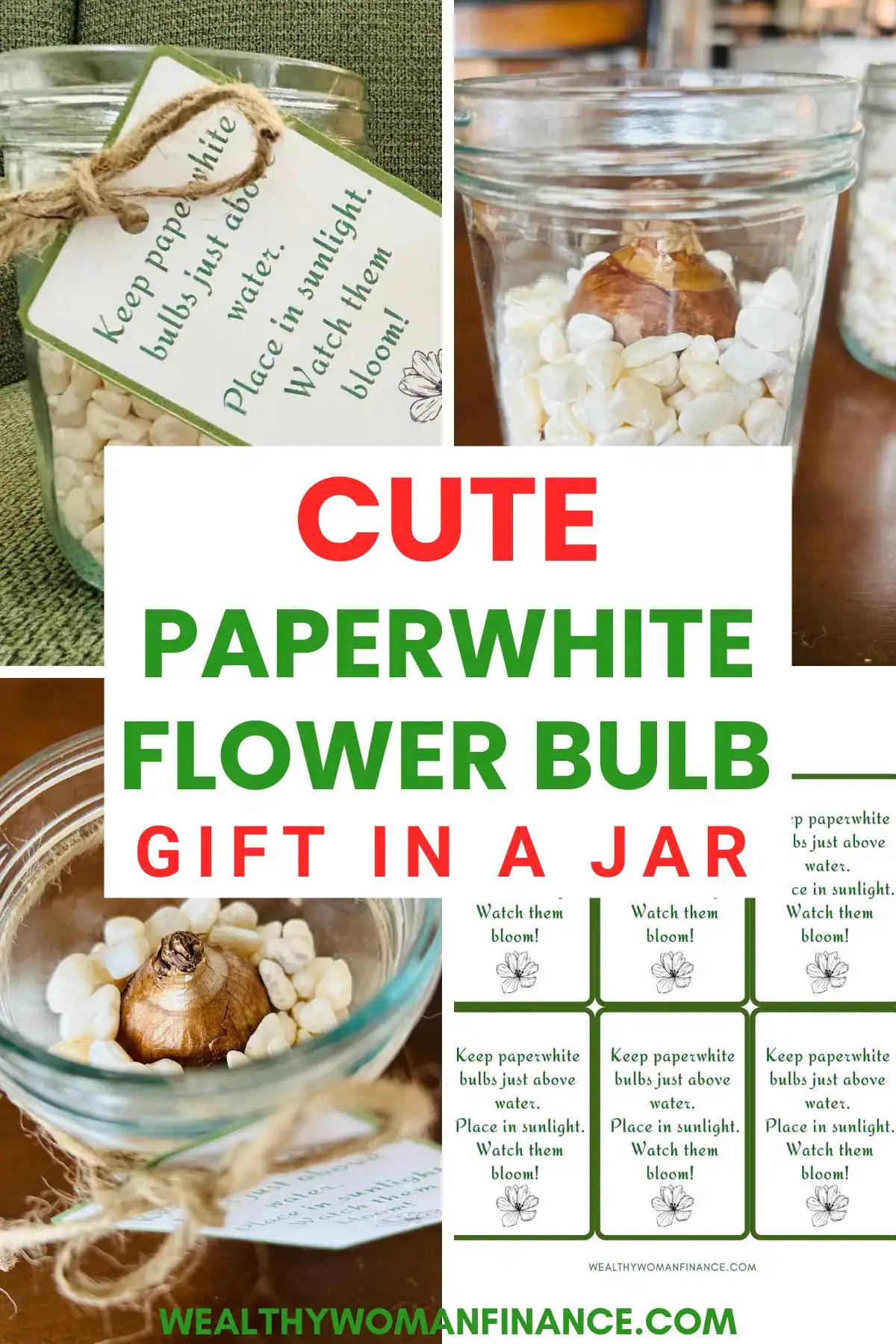DIY flower bulb gift ideas