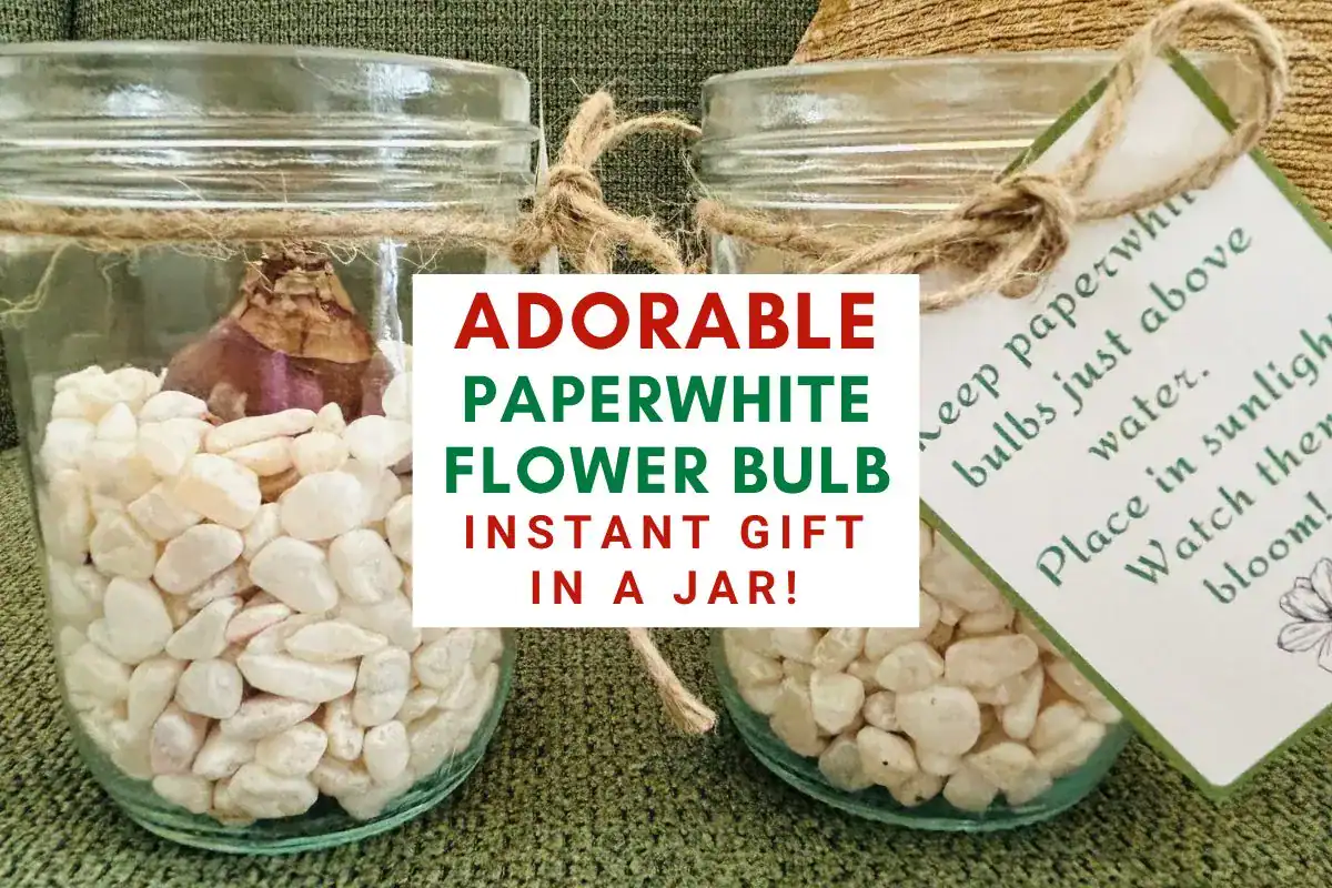 DIY Christmas flower bulb gift ideas