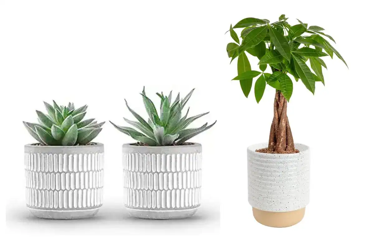 plant hostess gifts