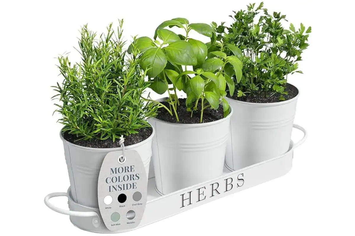 pots of herbs